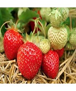 Albion Everbearing Strawberry 25 Bare Root Plants - NEW! Extra Large &amp; S... - $31.95