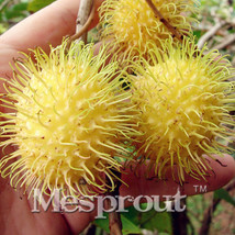 5 Seeds Rambutan Seed Red Fruits Malaysia Miracle Fruit Giant Tree Garden - $6.22