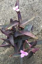 Tradescantia pallida &#39;Purple Heart&#39; Moses Wandering Jews Succulent Live Plant - £24.24 GBP
