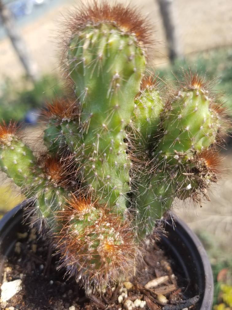 Cereus Peruvianus Mostrose (4&quot; pot) - $10.99