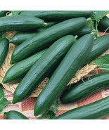SDC Tendergreen Burpless Cucumber Seeds English Cucumbers Slicing Pickli... - $14.20