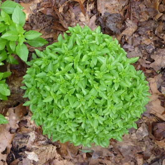 Heirloom Spicy Globe Basil Seeds, a globe, which makes it ideal for growing in