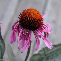 USA Seller Glade Coneflower Seeds Fresh Organic Echinacea Angustifolia Seeds Pur - £15.00 GBP