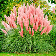 10000+ Pink Pampas Grass Ornamental Grass Seeds, Hardy Flower Seeds for ... - $4.69