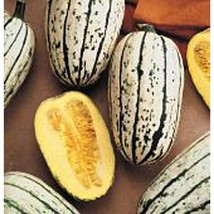 Sweet Potato Squash  10 Seeds  Garden Beautiful USA SELLER - £6.53 GBP