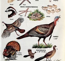 Turkey Quail Grouse Varieties And Types 1966 Color Bird Art Print Nature... - $19.99