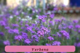 Moss Verbena Seeds Premium Seeds Perennial Ground Cover Creeping Purple ... - $56.50 MXN