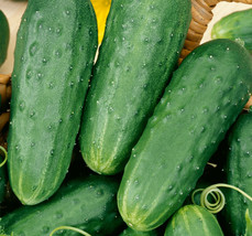 50 Seeds Homemade Pickles Cucumber R API D Bloom With Quick Plant Heirloom Seeds - £6.61 GBP