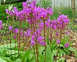 50 Seeds Midland Shooting Star Flower Seeds Native Wildflower Container ... - $8.99