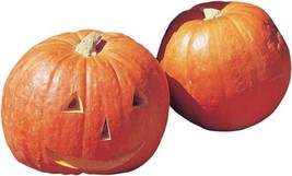 20  ,Pumpkin  Big Max, Open Pollinated, Heirloom, , Easy To Grow From US - £5.78 GBP