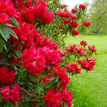 Fresh Jean Marie De Montague Rhododendron Large Rooted Plant Blood Red R... - $57.08