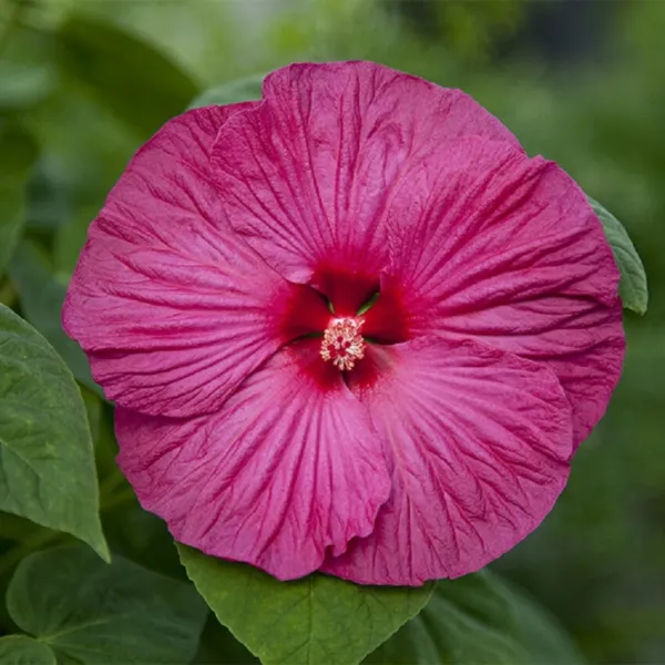 Hibiscus Seeds Honeymoon Rose Hardy Hibiscus 15 Seeds Perennial Seeds Ga... - £16.38 GBP