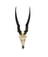 Eland Skull - Real Antelope Skull - Approximate Size: 39LX13WX9”D Real W... - $296.01
