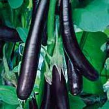 Fresh Seeds Long Purple Eggplant Seeds - $12.96