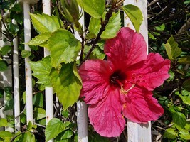 2 live cuttings - Hibiscus rosa-sinensis (Chinese, Hawaiian hibiscus) * ... - £8.63 GBP