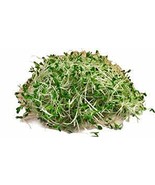 Alfalfa Sprouts , Organic, Non- Gmo, 100+ Per Package, Healthy Vegetable... - £3.17 GBP