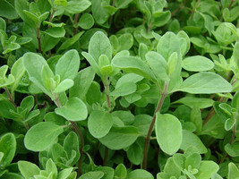 KKG Sweet Marjoram Herb 200 10 000 Seeds Origanum Majorana Za&#39;Atar Culin... - $7.89