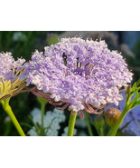 LACE FLOWER BLUE, 75 SEEDS R - £11.76 GBP