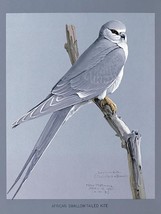 African Swallow-Tailed Kite - 1927 - Bird Illustration Poster - $32.99