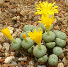 Conophytum flavum ssp novicium exotic living stones mesemb cacti seed 15 SEEDS - £7.02 GBP