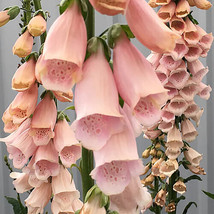 PS 200 Seeds Apricot Beauty Foxglove Seeds Non-Gmo 1247 Fast Grow - $166.68 MXN
