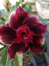 4 Pc Seeds Double Red Magenta Desert Rose Flower, Adenium Seeds for Planting |RK - £16.78 GBP