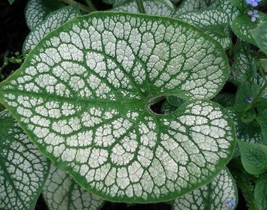 Fresh Seeds 50 Seeds Sea Heart Brunnera Shade Blue Flowers Gallon Pot Seeds Non  - $13.82