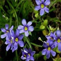 HGBO 30 Seeds Blueeyed Gras Sisyrinchium Flower Seeds Perennial From US - $8.35