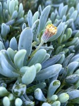 Blue Chalk Sticks, Senecio Serpens  100 Seeds 2023   From US - $14.99