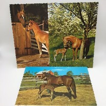 Vintage Postcards Horses Mothers With Babies Lot Of 3 Scalloped Edge - £7.77 GBP