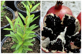 Black Inside Pomegranate (Punica granatum) tropical live fruit tree 12&quot;-24&quot; - £41.46 GBP