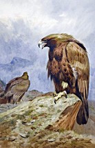 Art Pair of Golden Eagles by Thorburn. Bird Oil Painting Giclee Print Canvas - £7.58 GBP+