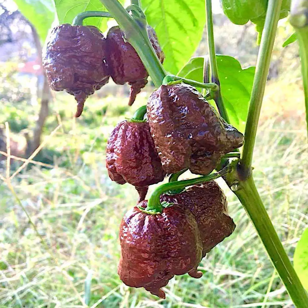 SYST 100 Seeds Chocolate Carolina Reaper Chili Pepper Seed Catalog Home ... - $210.56 MXN