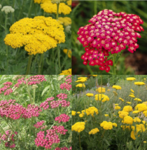 BPASTORE 1500 Seeds Yarrow Sunset Mix Perennial Gold Red Pollinators Non-Gmo - $9.85