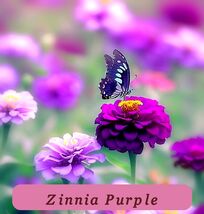 7512 zinnia purple pop thumb200