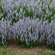 FREE SHIPPING 50 Perfect Salvia Seeds Flower Seed Perennial Flowers Hummingbird - £13.42 GBP