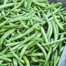 Bean Seeds - Bush - Jade (Treated) - Vegetable Seeds - Outdoor Living - Garden - £29.80 GBP