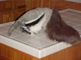 20&quot; Anteater Plush Stuffed Toy From The Discover Channel Store Rare - £77.84 GBP