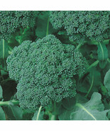 ADW 500 Calabrese Green Sprouting Broccoli Seeds Fresh Harvest Fast Growing - $17.95 CAD