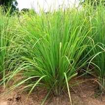 Lemongrass 300 Seeds Lemon Grass Mosquito Insect Repellent Fresh   From US - $9.36