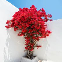 Bougainvillea Red Rare Live Plant Cutting Well Root Bonsai Starter Fast ... - $352.53 MXN+