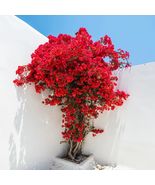 Bougainvillea Red Rare Live Plant Cutting Well Root Bonsai Starter Fast ... - €16,19 EUR+