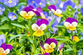 HSE 1,000 Johnny Jump Up Pansy Seeds Beautiful Perennial Garden Flowers Multicol - $11.99