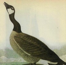 Hutchins Goose Bird 1946 Color Art Print John James Audubon Nature DWV2C - $744.57 MXN