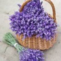 700 True Lavender Seeds  Lavandula angustifolia Non-GMO - £8.90 GBP