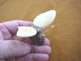 (TN-BUT-201) little White BUTTERFLY TAGUA NUT Figurine carving VEGETABLE... - $306.86 MXN