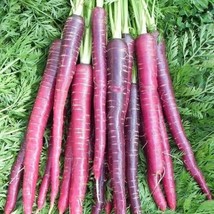 TeL Cosmic Purple Carrot Seeds 500+ Daucus Carota Vegetable NON-GMO - £2.38 GBP