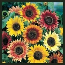 From Usa Sunflower Autumn Beauty Mix Branching Multiple Flowers Non-GMO 100 See - £3.58 GBP