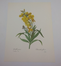 P J Redoute Beautiful Flowers Stock Botanical Art Print Book Plate 47 - $11.86