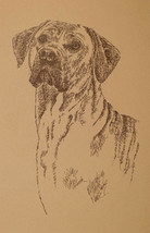 Rhodesian Ridgeback Signed Dog Art #48 Stephen Kline draws your dogs nam... - £39.52 GBP